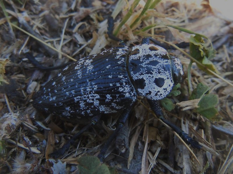 Buprestidae dalla Gallura 1: Capnodis cariosa